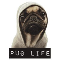 pug