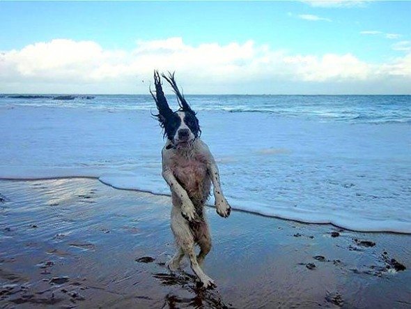 Perfectly Timed Photos Of Dogs