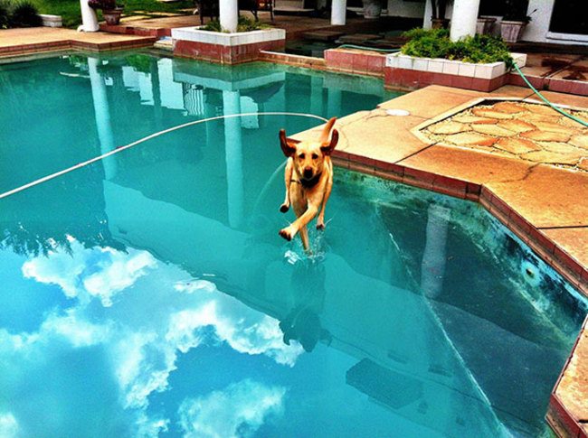 Perfectly Timed Photos Of Dogs