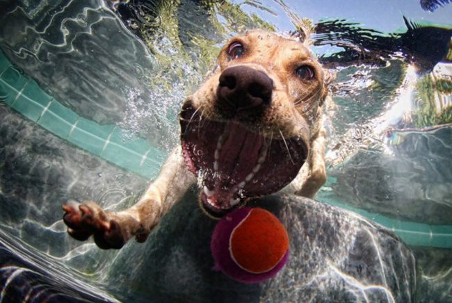 Perfectly Timed Photos Of Dogs